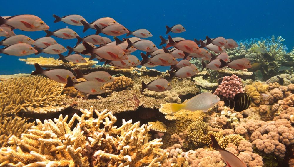 Great Barrier Reef in Queensland