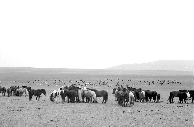 Viehherde in der Mongolei